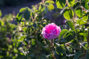 Obraz premium Rosa damascena in Barzok, Isfahan, Iran