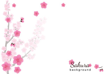 Cherry blossom,Sakura pink flowers  background.