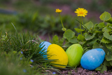 Four Easter eggs are blue, yellow and green in green leaves. Easter background. Search for eggs at Easter.