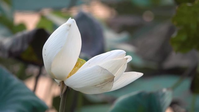 White lotus flower. Royalty high quality free stock image of a white lotus flower. The background is the lotus leaf and white lotus flower and yellow lotus bud in a pond. Peace scene in a countryside