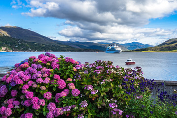 Beuatiful purple hortensia in Ullapool with Loch Broom on the background, Scotland, Britain