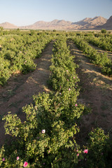 Obraz premium Rosa damascena in Barzok, Isfahan, Iran
