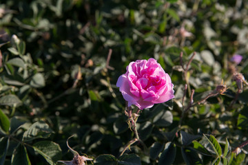 Obraz premium Rosa damascena in Barzok, Isfahan, Iran