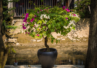 potted bougainvillea in bloom with pink and white flowers along brook