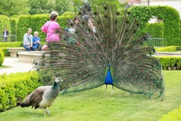 Prague, Czech Republic / Europe - May 03 2016: Valdstejn (Wallenstein) garden in Prague during springtime with colorful male and female peacock courting on green lawn, people in background, editorial