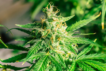 before buds harvest indoor grow buds cannabis Macro shot with sugar trichomes. concepts of grow and...