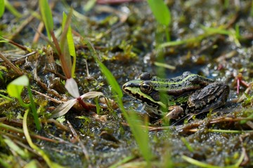 Green frog in wetland during springtime on a sunny day, green marsh grass, daylight, amphibian