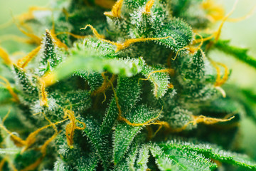 Macro buds of marijuana trichomes cbd thc. Concepts of legalizing medicinal herbs weed, bud...