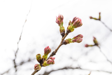 桜の蕾