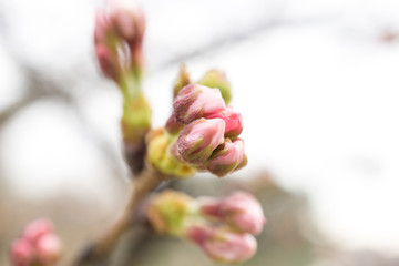 桜の蕾