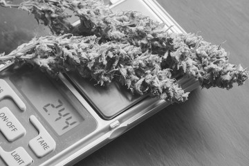 Macro shot of cannabis flowers with trichomes on a scales with cannabis bud black and white