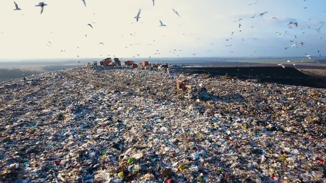 Garbage Dump. Hungry Gulls are Looking for Food among the Waste