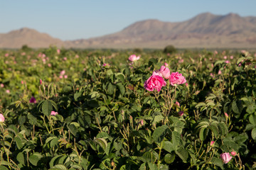 Obraz premium Rosa damascena in Barzok, Isfahan, Iran