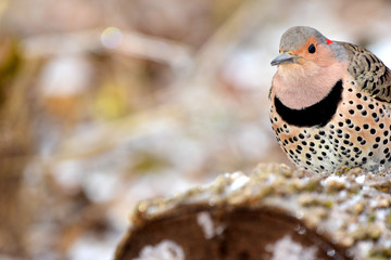 Northern Flicker