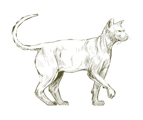 Illustration drawing style of cat