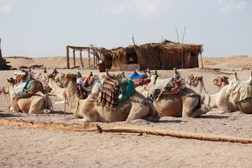 camels