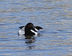 Canvas Back Collection 3