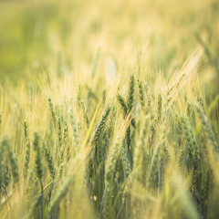 Green barley field Nature background
