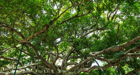 Copa de árvore com muitos galhos