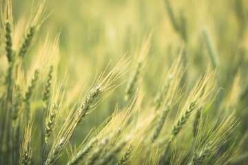 Green barley field Nature background
