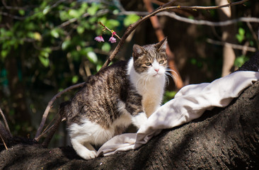 cat on the sakura tree.