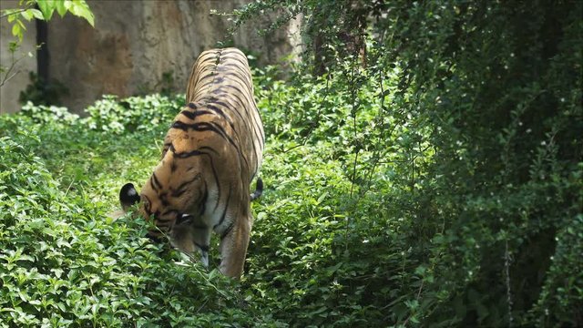 Behavior of tigers in biting grass, trees.