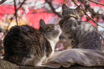 Obraz premium cat on the sakura tree.