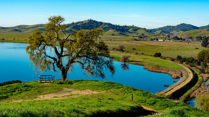 Lagoon Valley Park Vacaville California USA featuring lake overview from hill lone oak tree and blue sky - 196956450