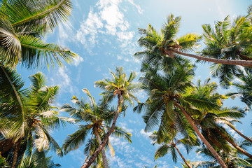Fototapeta na wymiar Palm trees under blue sky in Palolem beach, Goa, India
