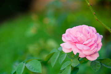 Pink rose on green backround from leaf