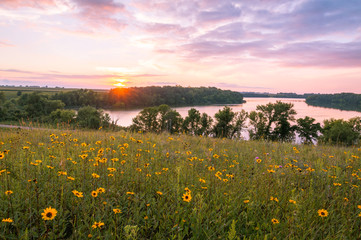 Minnesota Wild Flowers and Lake