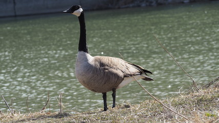 Canada goose on a river shore in park in Toronto Canada