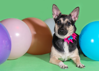 Funny dog mongrel with a bow on his neck among balloons on green background