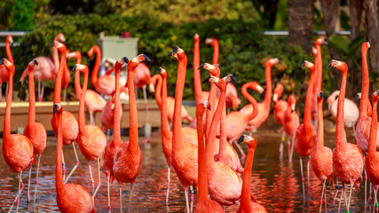 Obraz premium Flamboyance of Flamingos