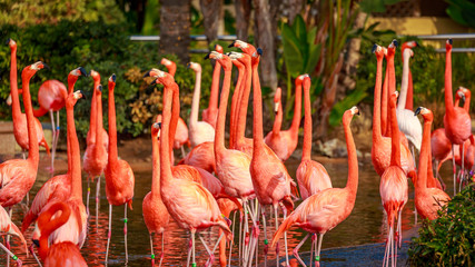 Flamboyance of Flamingos