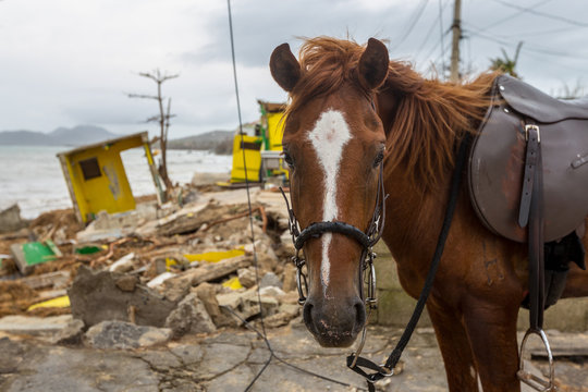 Paso Fino Horse On Devastated Beach The Morning After Hurricane Maria