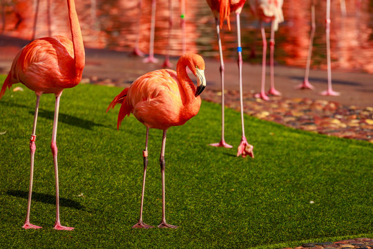 Fototapeta Flamboyance of Flamingos