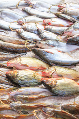 Lots of freshwater fish at a local market near Mekong River.