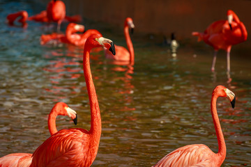 Flamboyance of Flamingos
