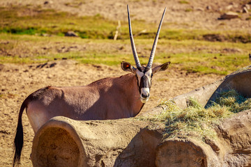 Gemsbok antelope