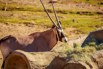 Gemsbok antelope