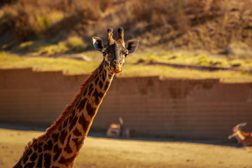 Giraffe Head Portrait © pngstudio