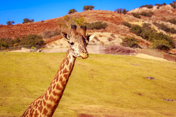 Giraffe Head Portrait © pngstudio