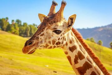 Giraffe Head Portrait