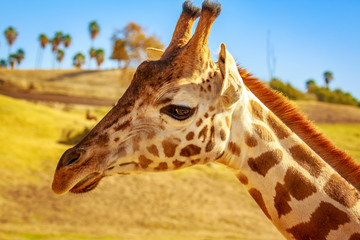 Giraffe Head Portrait © pngstudio