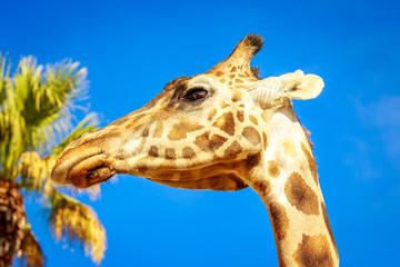 Giraffe Head Portrait © pngstudio