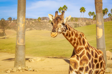 Giraffe Head Portrait