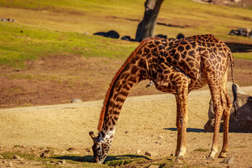 Giraffe in the park © pngstudio