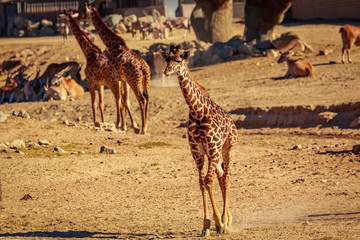 Giraffe in the park © pngstudio