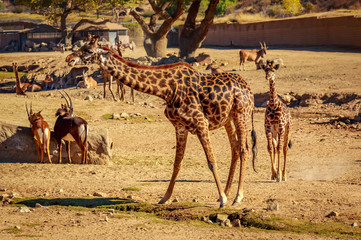 Giraffe mother and child © pngstudio